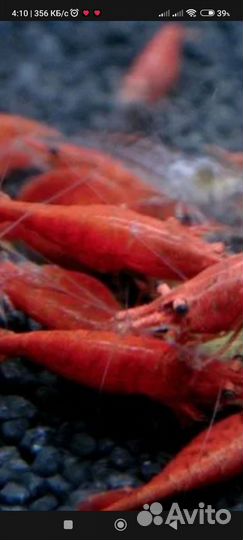 Аквариумные рыбки креветка Черри