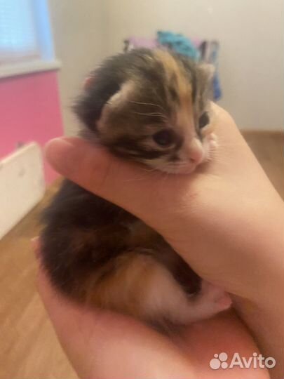 Отдам даром бесплатно котят