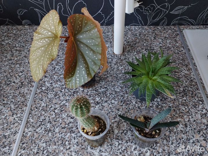 Кактусы и суккуленты бесплатно