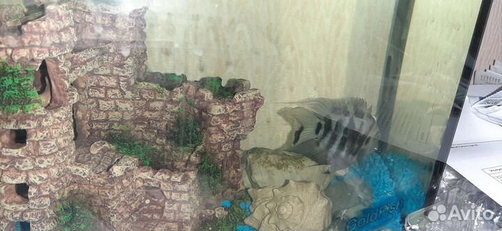 Синий попугай