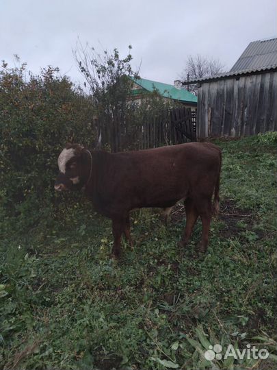 Продам корову и бычка