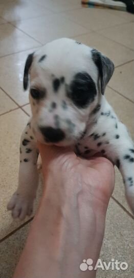 Щенки далматина