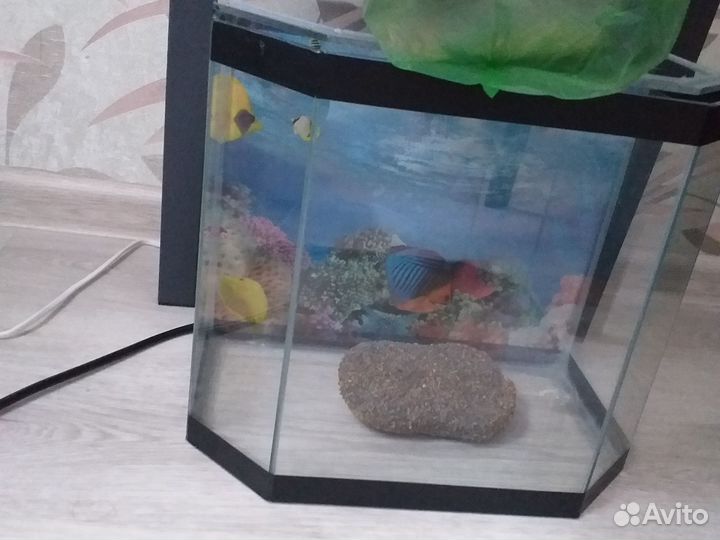 Аквариум для черепах