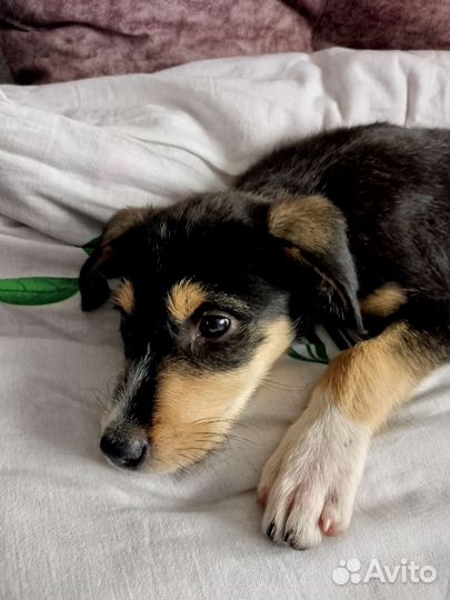 Отдам щеночка девочку в добрые руки