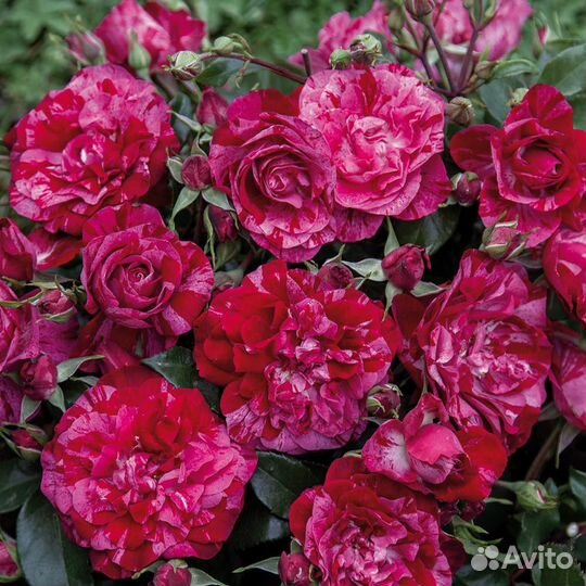 Розы. саженцы.доставка