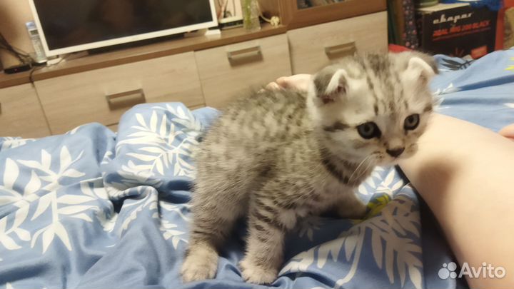 Шотландский вислоухий котик
