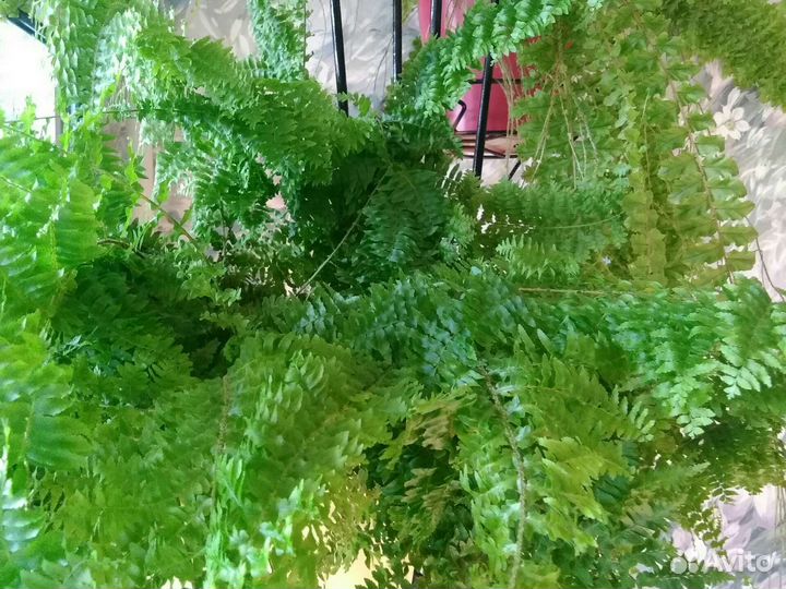 Папоротник комнатный цветы