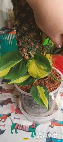 Филодендроны скандекс бразил и медиопикта