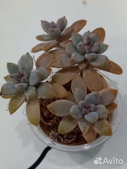 Суккуленты в ассортименте