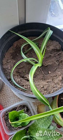 Хлорофитум кудрявый