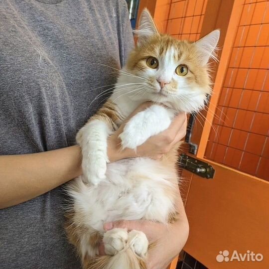 Котик Торин в добрые руки