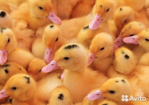 Гусята.утята.муларды