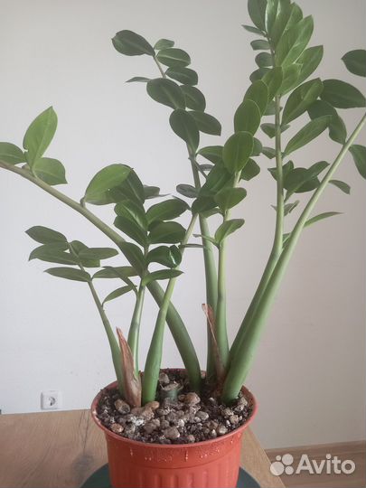 Замиокулькас