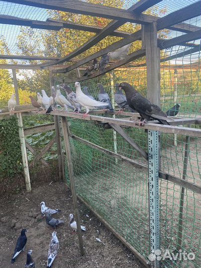 Голубь американские кормилки помесь