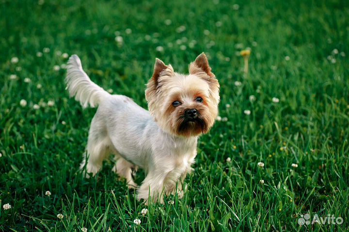 Йоркширский терьер мини