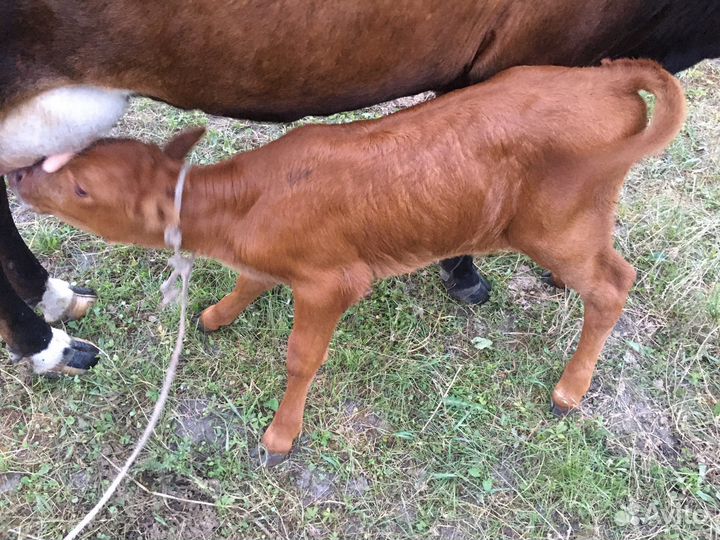 Бычок бычки теленок