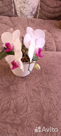 Орхидея фаленопсис