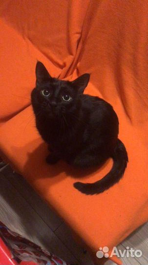 Белый кот на млучку с кошкой