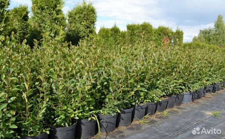 Кизильник блестящий