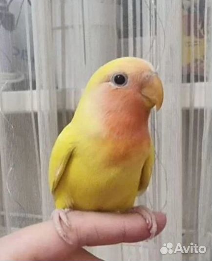 Неразлучники птенцы