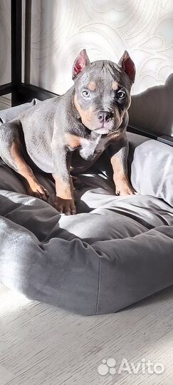 Американский Булли