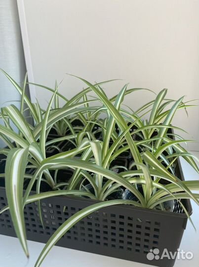 Хлорофитум