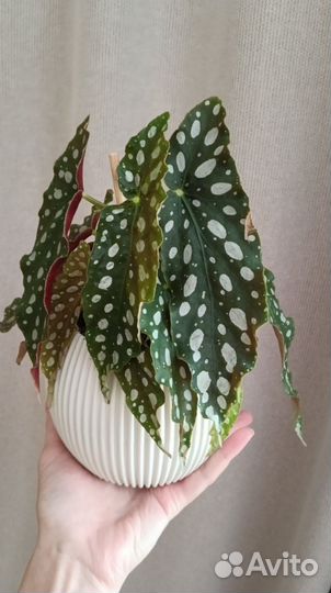 Бегония макулата