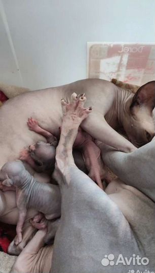 Передержка животных