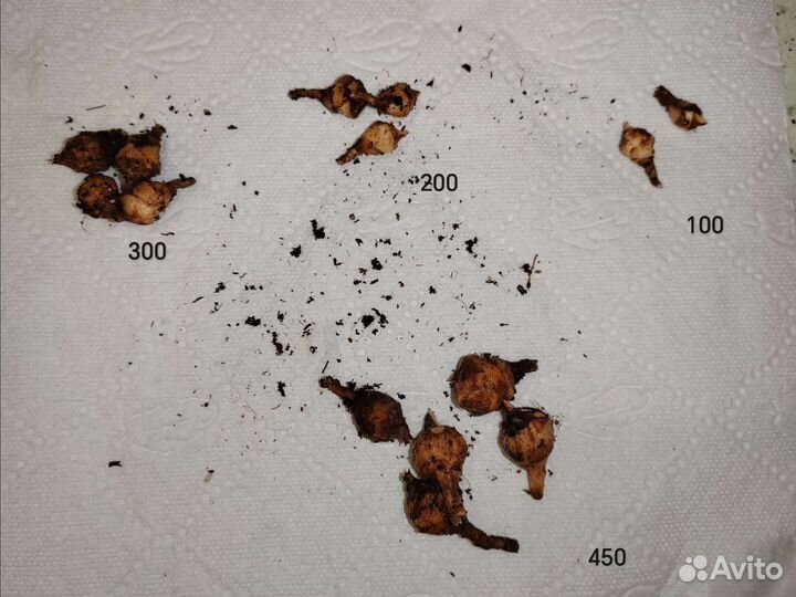 Клубни Алоказии Полли