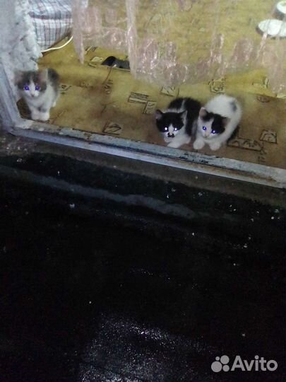 Отдам в добрые руки чудесных котяток