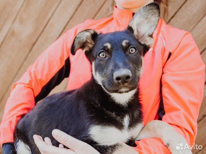 Щенок в добрые руки