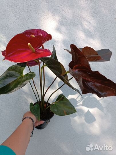 Антуриум Деликата