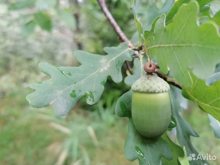 Саженцы дуба