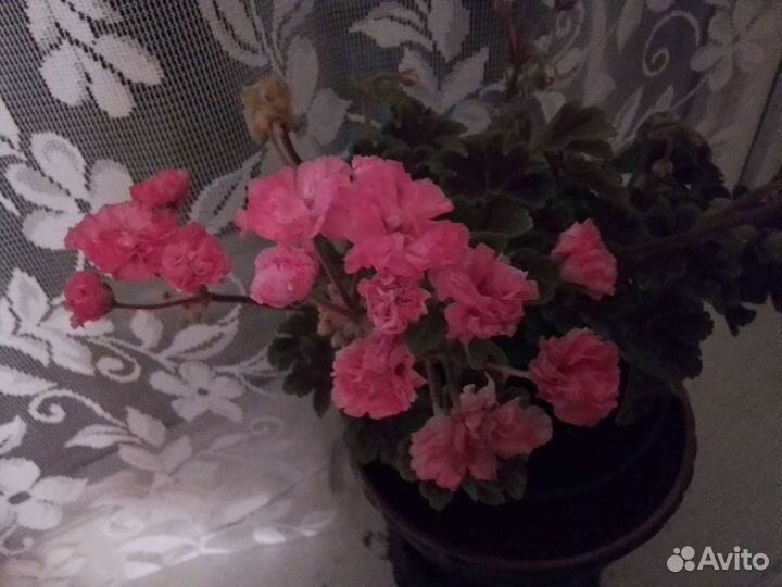 Пеларгония Odensjo Made in Sweden