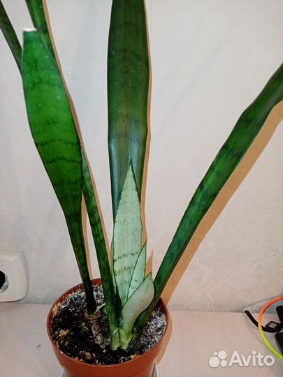 Сансевьера кирки браун, лауренти, блэк вельвет