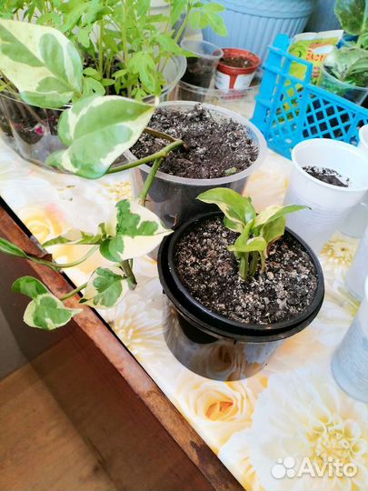 Комнатные растения