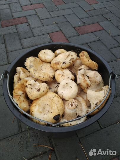 Грибы грузди