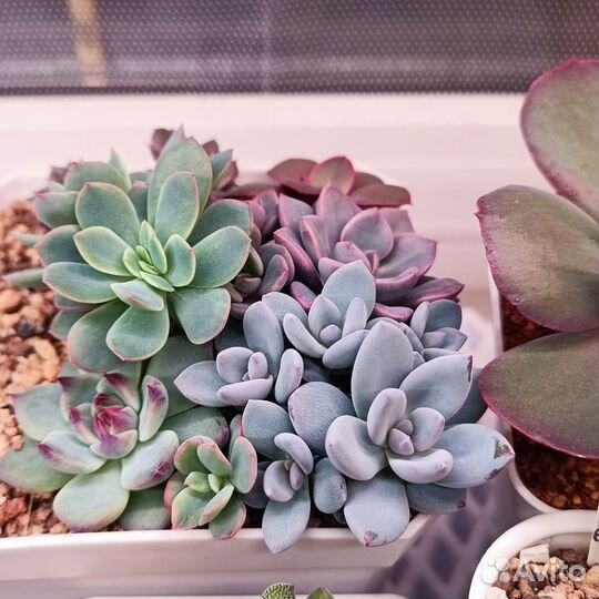 Суккуленты эхеверии 4