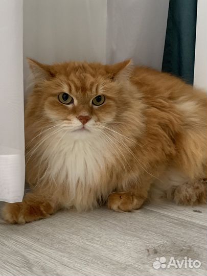 Отдам кота в добрые руки