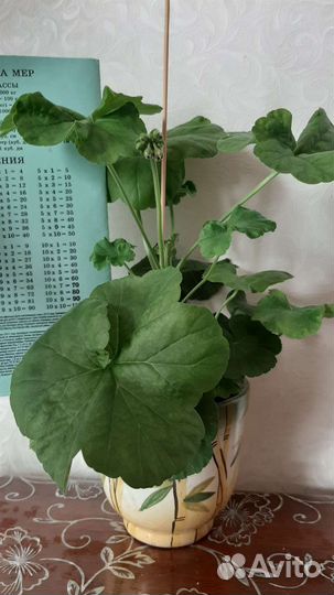 Пеларгония герань красная