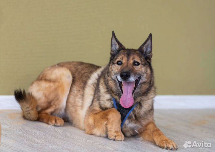 Красивая собака Гала в дар, из приюта