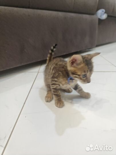 Бенгальская кошка