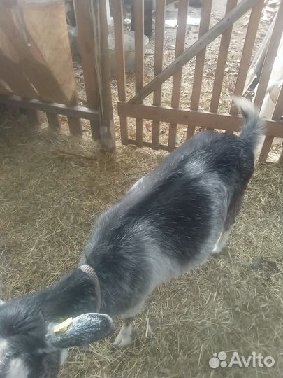 Дойные нубийские козы