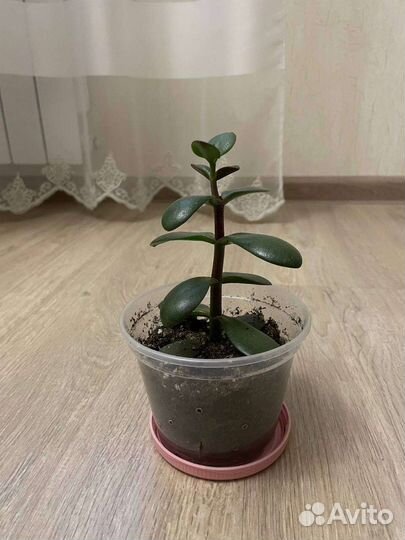 Спатифиллум