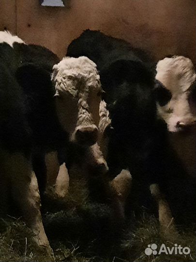 Бычки телята 1,5 мес.свежий привоз