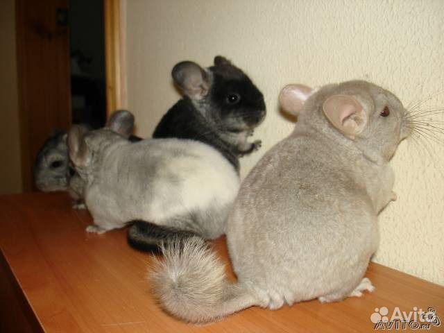 Шиншиллы