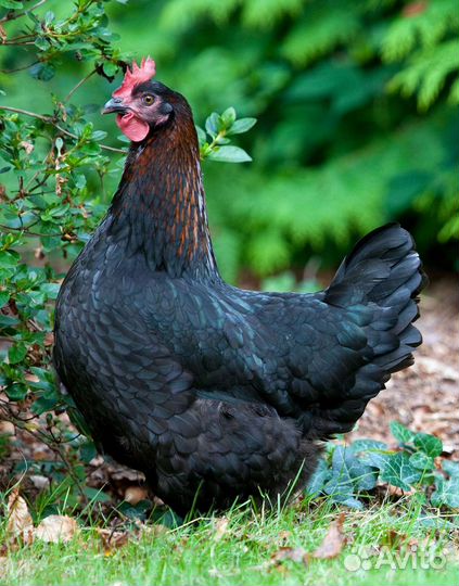 Куры молодки, несушки