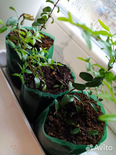 Клюква Стивенс