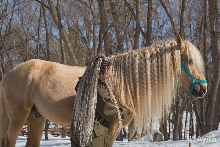 Занятия верховой ездой.Прокат лошадей и пони