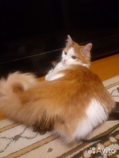 Интерьерная картина бу